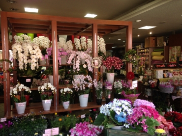 「ロイヤルフラワー」　（兵庫県加西市）の花屋店舗写真2